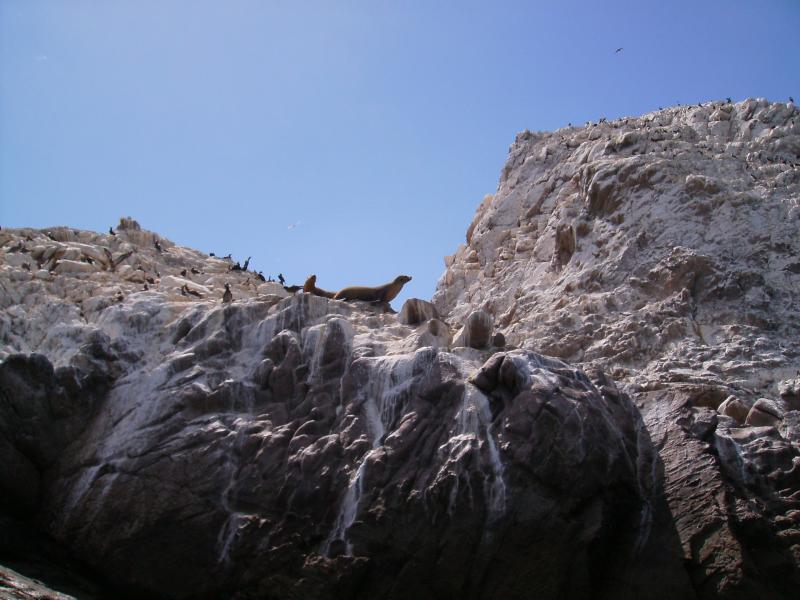 Sail Rocky Point Bird Island